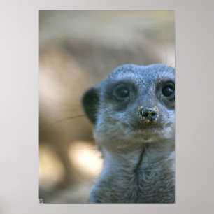 Pôster Funny Meerkat