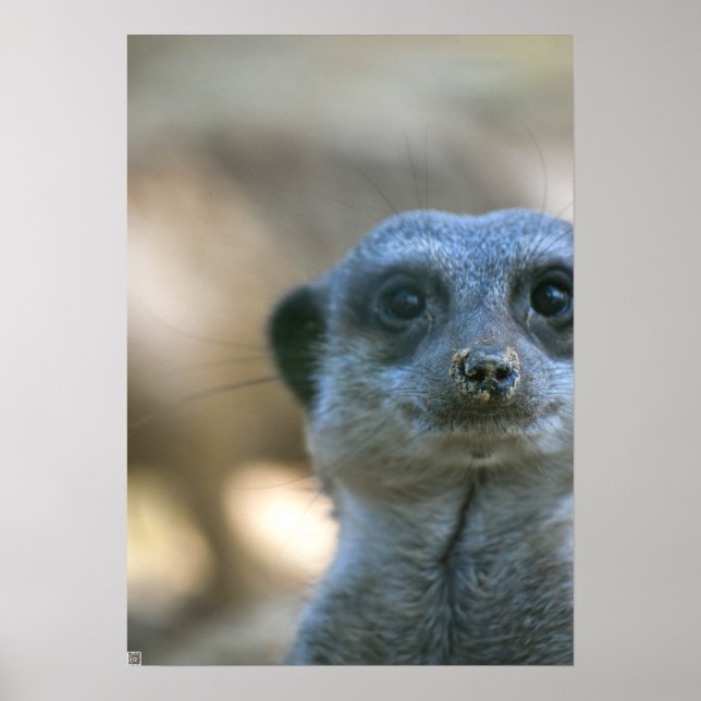 Pôster Funny Meerkat (Frente)