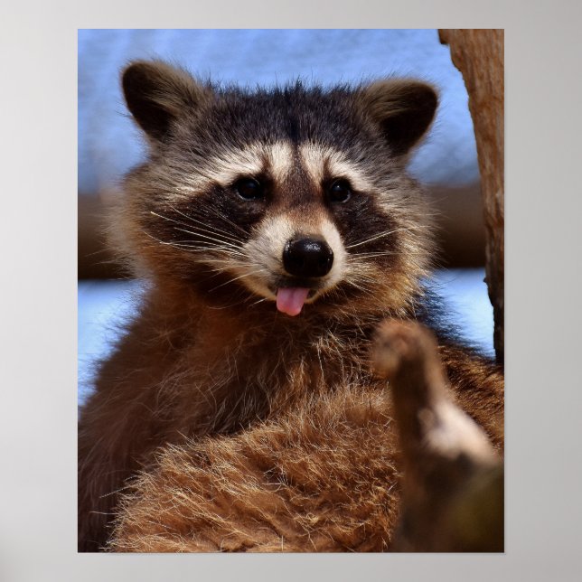 Poster Funny Raccoon Sticking It's Tongue Out (Frente)