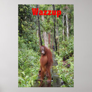 Poster Funny Wazzup com Krista Orangutan