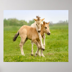 Poster Funny Wild Konik Horses Fotos Brincando -