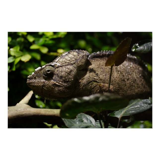 Pôster Furcifer oustaleti (Frente)