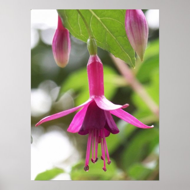 Pôster Fuschia (Frente)