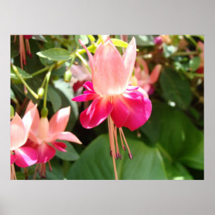 Pôster Fuschia cor-de-rosa brilhante