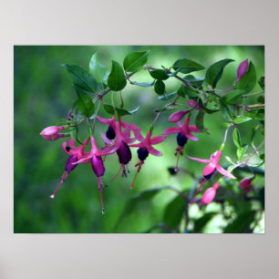 Pôster Fushia na flor