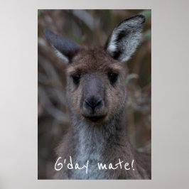 Poster G. Day Mate Western Cinza Kangaroo