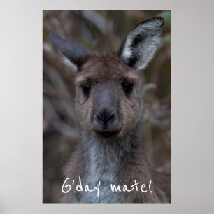 Poster G. Day Mate Western Cinza Kangaroo
