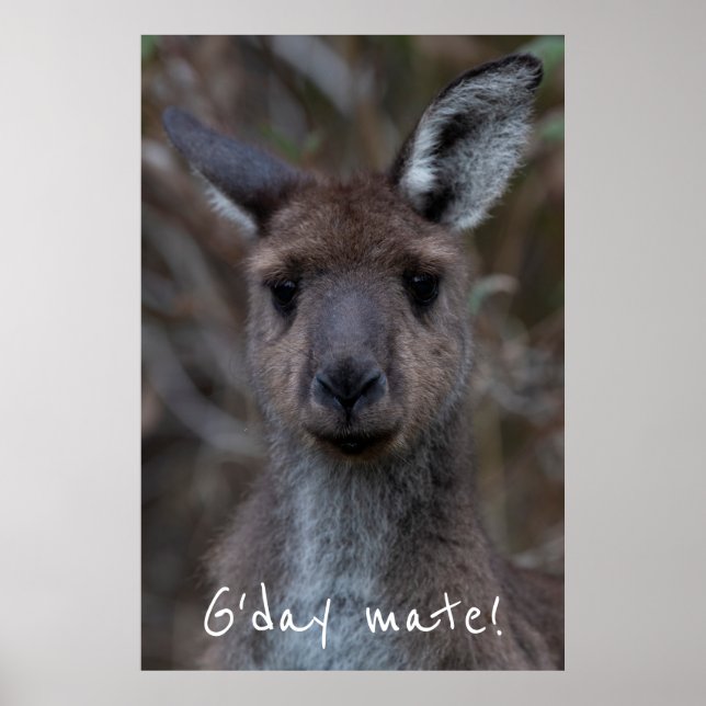 Poster G. Day Mate Western Cinza Kangaroo (Frente)