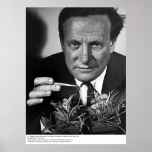 Pôster G. Ledyard Stebbins, UC Davis, 1966