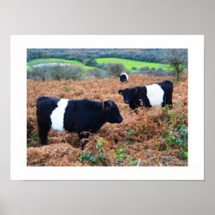 Pôster gado Belted Galloway