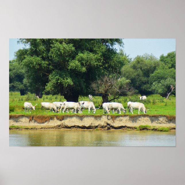 Poster Gado branco e rio Danúbio (Frente)