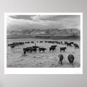 Pôster Gado na fazenda sul 1943