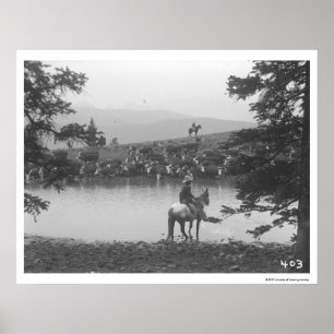 Poster Gado por uma lagoa com dois vaqueiros