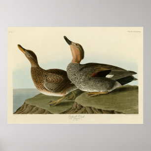 Poster Gadwall Duck - John Audubon's Birds of America