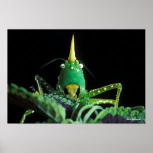Poster Gafanhoto Cone-Dirigido