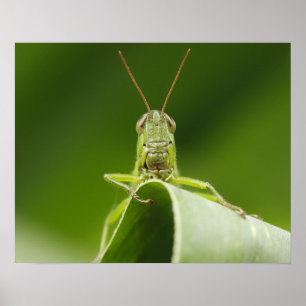 Poster Gafanhoto na Folha Close-up
