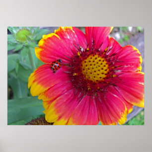 Pôster Gaillardia e joaninha