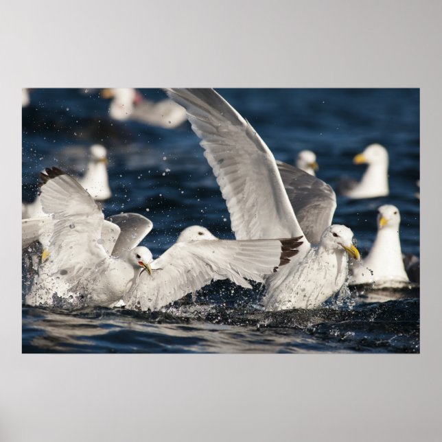 Poster Gaiolas Emergentes (Frente)