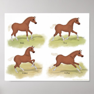 Poster Gaits of the Horse Walk Trot Canter Gallop Sorrel