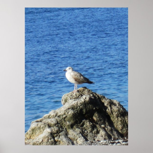 Poster Gaivota (Frente)