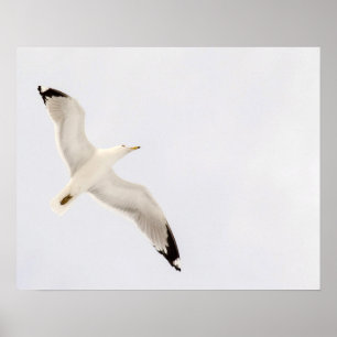 Pôster Gaivota