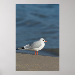 Poster Gaivota