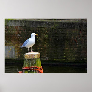 Poster Gaivota