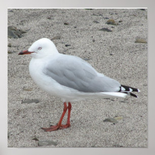 Pôster Gaivota