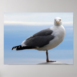 Pôster Gaivota