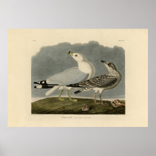 Poster Gaivota Americana Comum - Aves da América de Audub