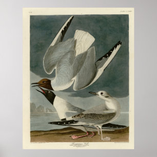 Poster Gaivota Bonapartiana das Aves da América de Audubo
