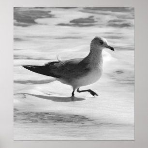 Poster Gaivota de B&W na espuma do oceano