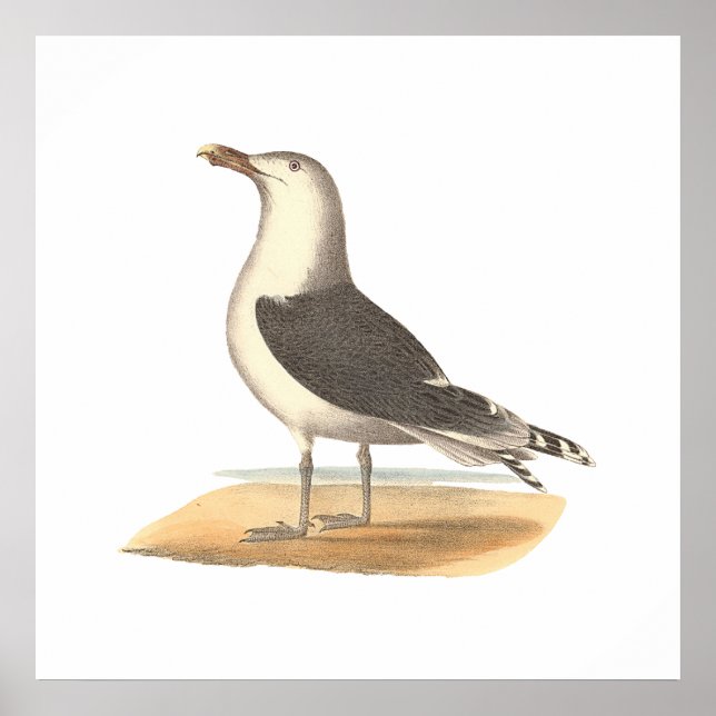Poster Gaivota de Excelente preto (Larus marinus) (Frente)