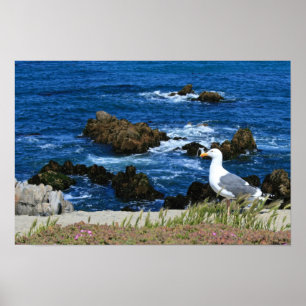 Poster Gaivota de mar na frente do litoral pacífico, fot