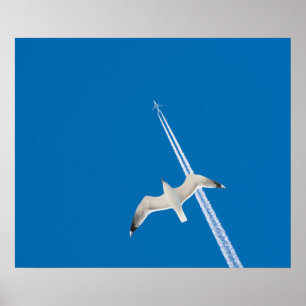 Pôster Gaivota e avião