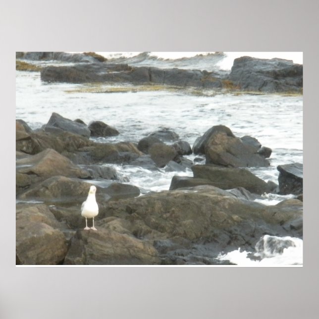 Poster Gaivota em rochas (Frente)