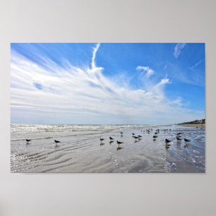 Poster Gaivota em uma praia da ilha de Galveston, Texas