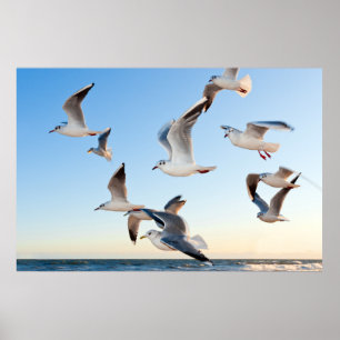 Poster Gaivota em vôo