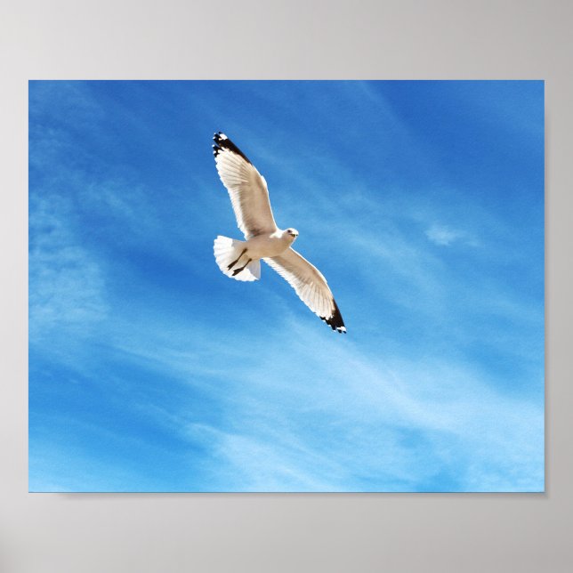 Poster Gaivota em voo (Frente)