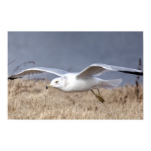 Gaivota em Voo