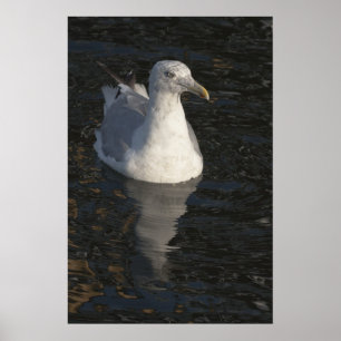 Poster Gaivota flutuante