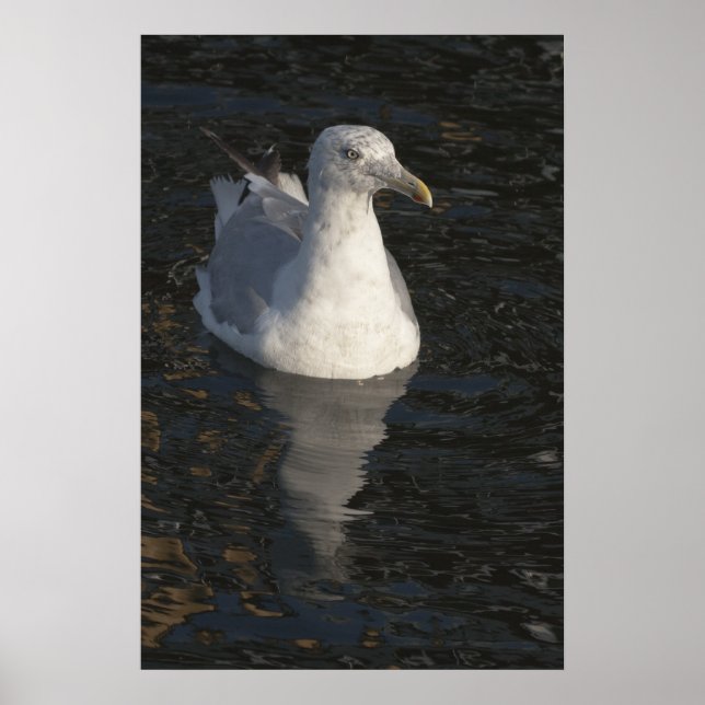 Poster Gaivota flutuante (Frente)