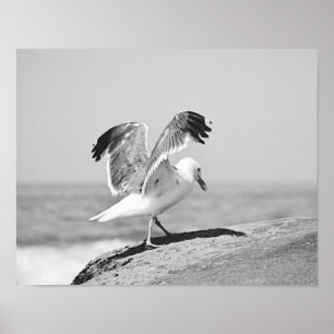 Poster Gaivota marinha em Beach Rocks Black and White Imp