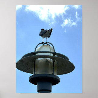 Poster Gaivota no Cartaz de Luz