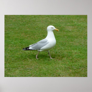 Pôster Gaivota que anda no parque