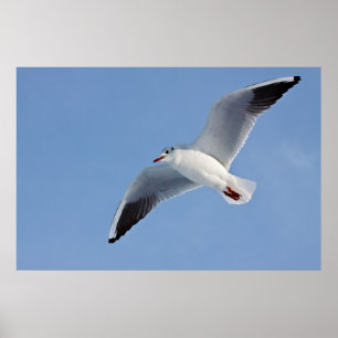 Poster Gaivota, Sea/gull