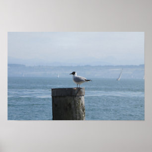 Poster Gaivota solitária num Posto