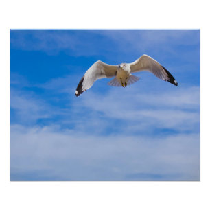 Pôster Gaivota voando alto contra um céu azul