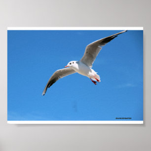 Poster Gaivota voando no céu azul - fotografia na
