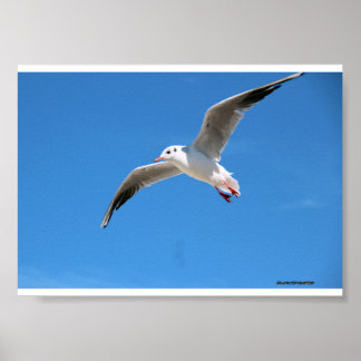 Poster Gaivota voando no céu azul - fotografia na